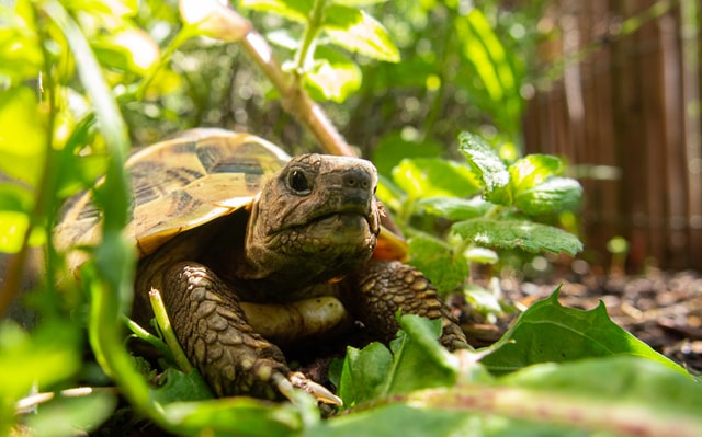big eyed tortoise coming through greenery
