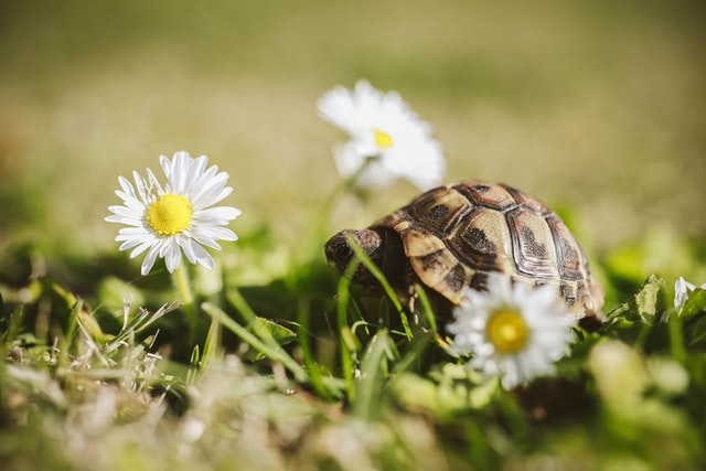 small tortoise walking in field of daisys